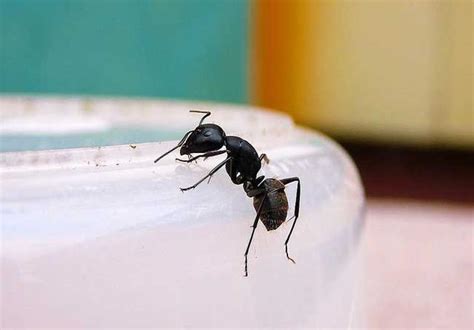 家裡有螞蟻怎麼處理
